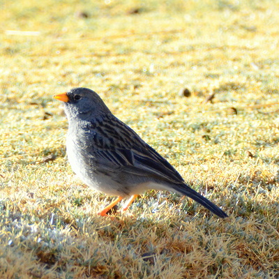 Carbonated Sierra Finch